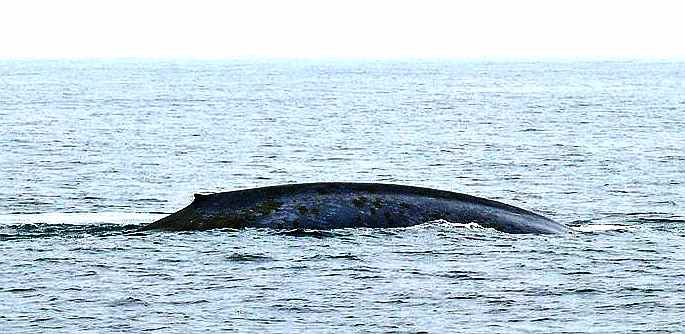 A blue whale diving while swimming