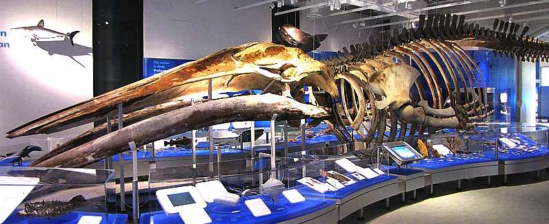 Skeleton of a Blue Whale in the Canadian Museum of Nature