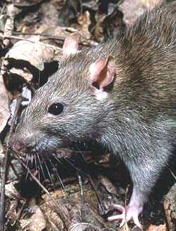 Black Death and Bubonic Plague, Brown Rat