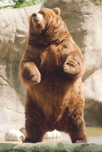 http://www.solarnavigator.net/animal_kingdom/animal_images/Brown_bear_rearing.jpg