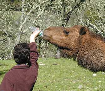 Camel drinking bottled water