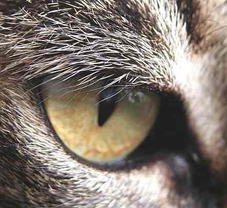 close-up of a cat's eye