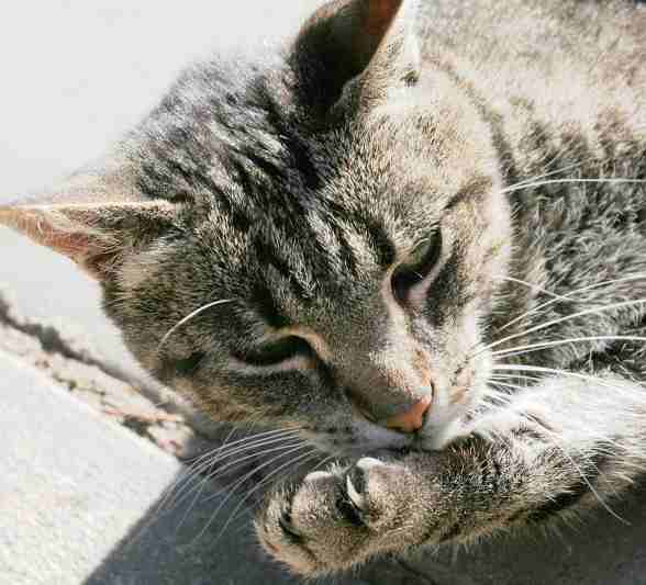 Tabby cat grooming itself