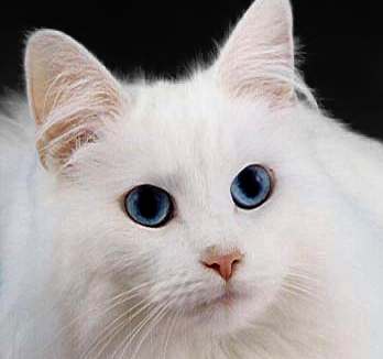 White Cat With Dark Blue Eyes