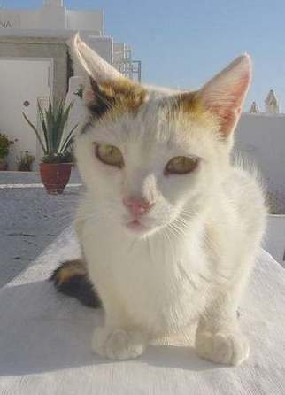 Greek white marbled cat