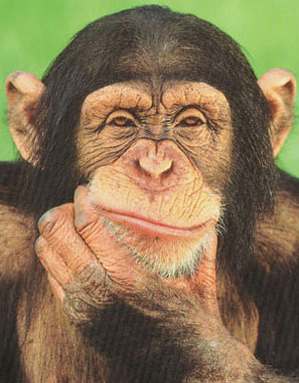 http://www.solarnavigator.net/animal_kingdom/animal_images/Chimpanzee_thinking_poster.jpg