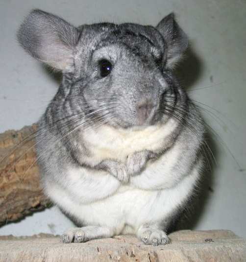 Chinchilla