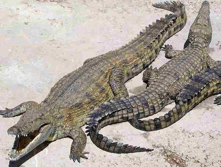 Make me smile Nile crocodiles