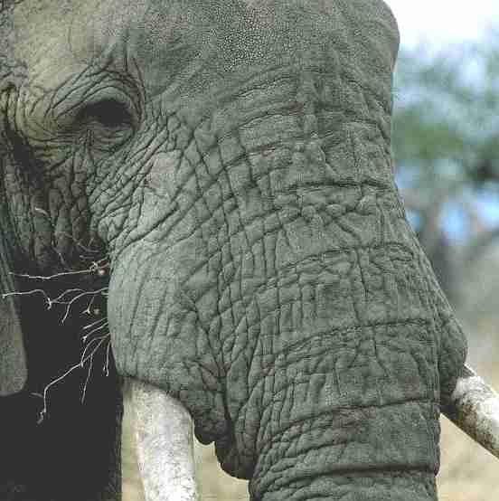 elephant skin screen