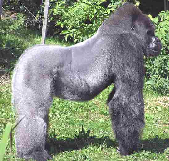 Western Lowland Gorilla on knuckles in Bristol Zoo