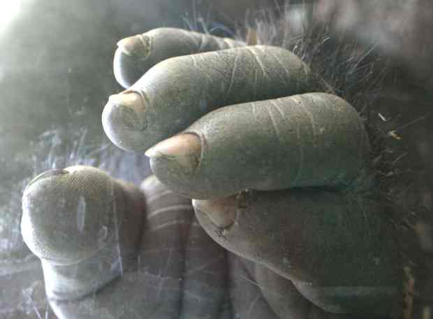 Hand of a Gorilla, San Diego Zoo