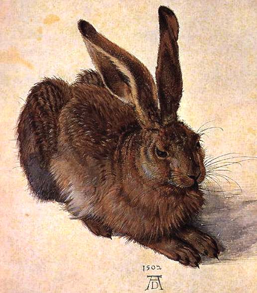 A lovely hare painting by Albrect Durer
