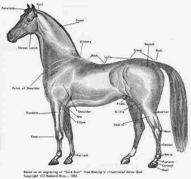 horse face markings. Horse anatomy