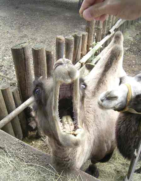 Camel feeding