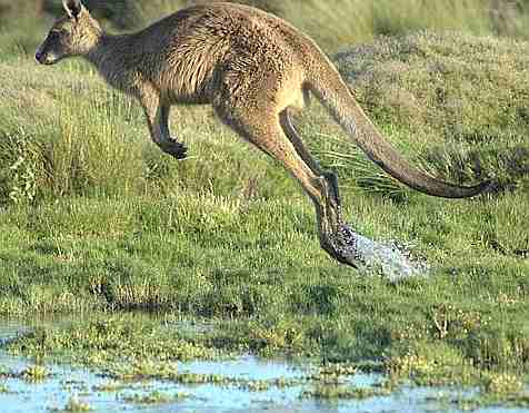 Kangaroo in mid jump Tasmanian Forester (Eastern Grey)