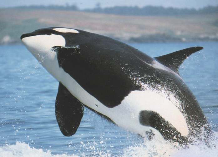Orca killer whale leap