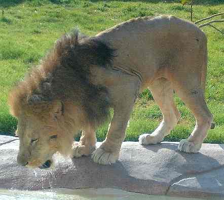 A lion in captivity quenching his thirst