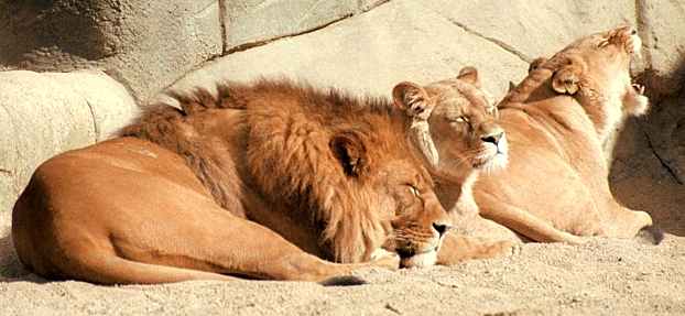 Lions in a zoo sunbathing