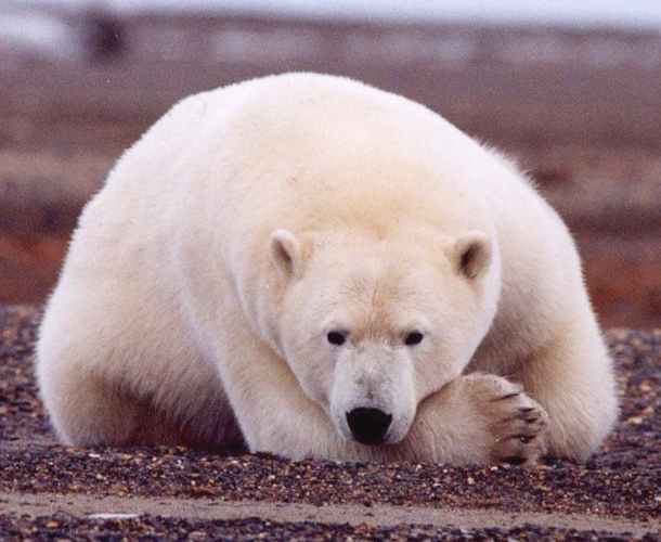 http://www.solarnavigator.net/animal_kingdom/animal_images/Polar_Bear_resting_gravel.jpg