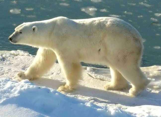 Polar Bear on the edge
