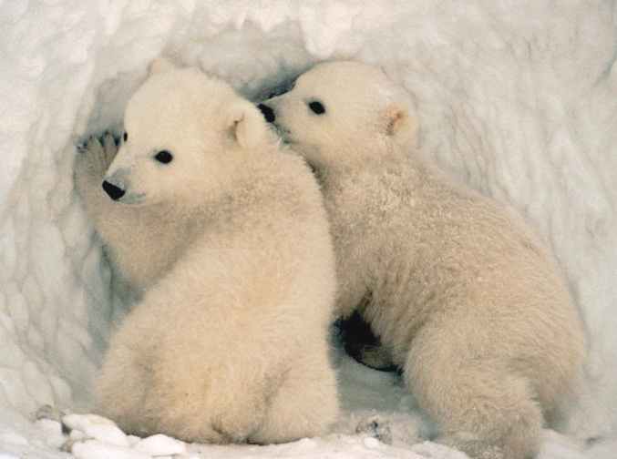 Polar_bear_cubs_ursus_maritimus.jpg