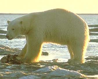 Polar Bear on an artctic shoreline