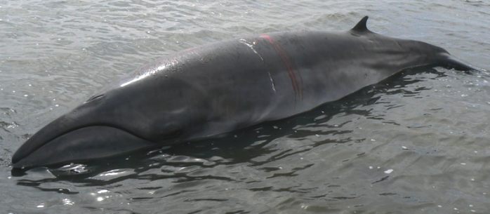 A beach stranded pygmy right whale
