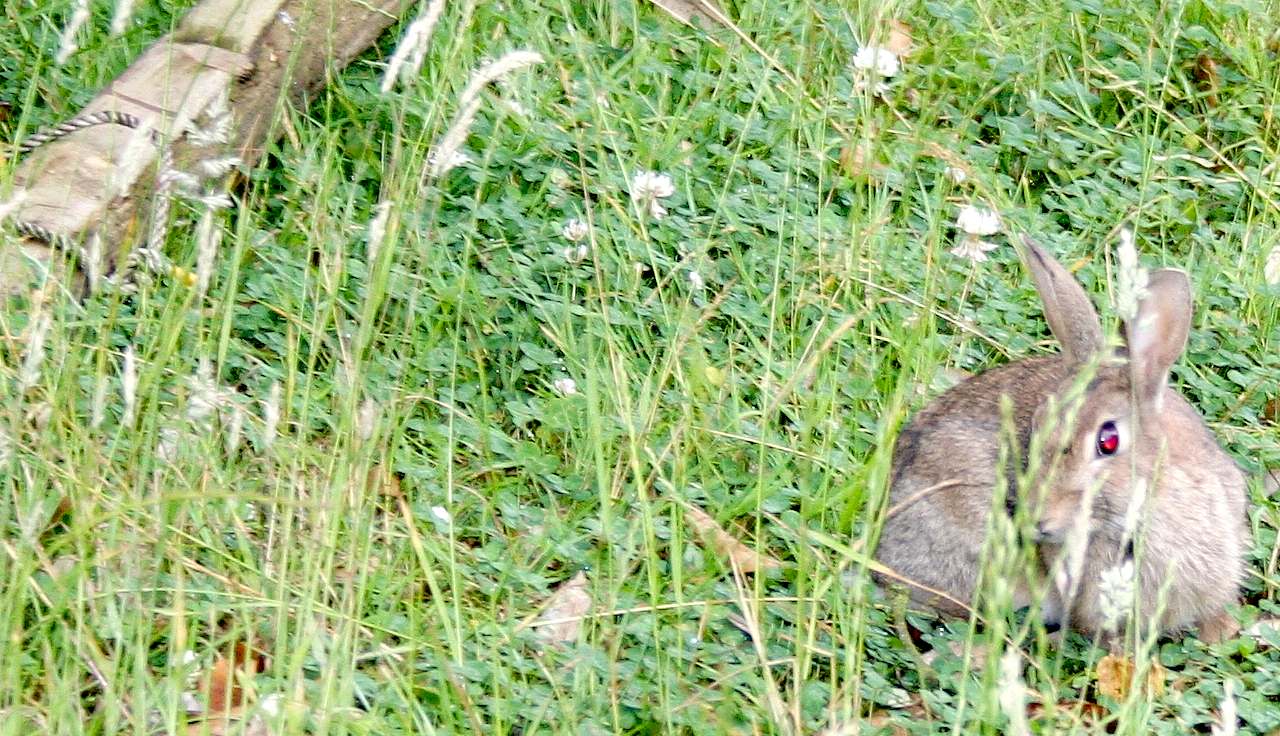 A wild rabbit feeding in the ground of Herstmonceux Museum in East Sussex