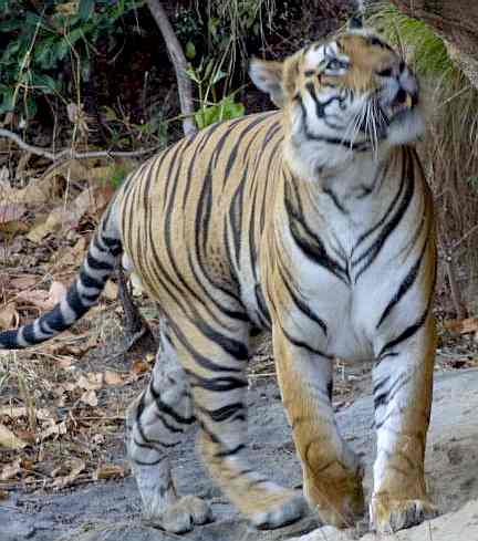 bengal tigers