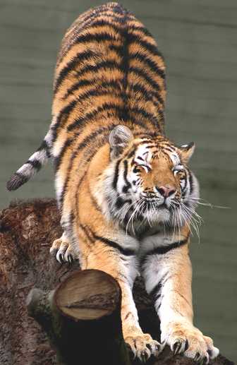 Siberian tiger