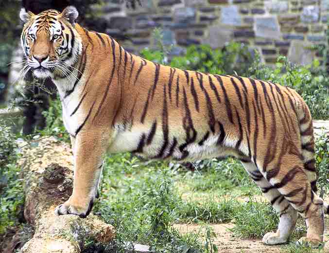 Bengal Tiger Bengal Tiger