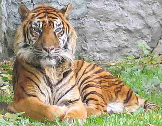 Tiger Subspecies