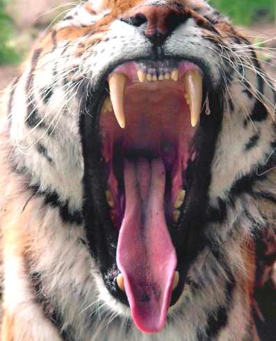 http://www.solarnavigator.net/animal_kingdom/animal_images/Tiger_yawn_teeth_bite.jpg