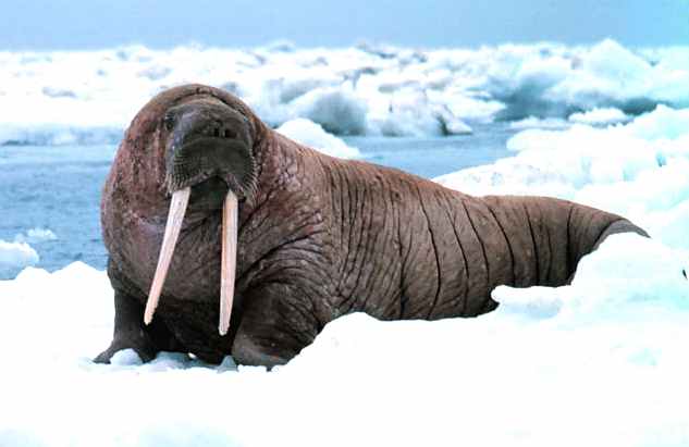 A walrus on the ice pack