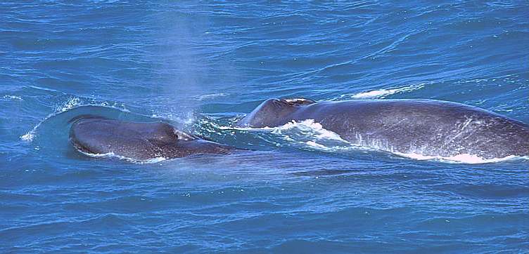 A Blue Whales with her calf
