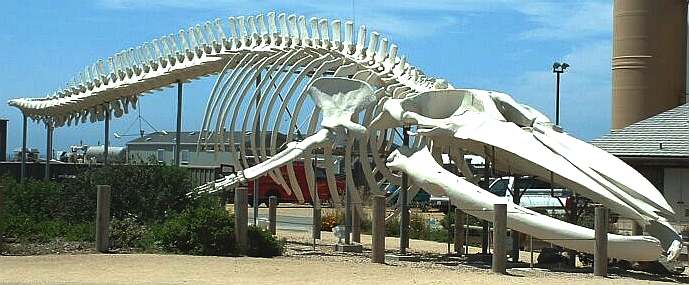 Blue whale skeleton at Long Marine Laboratory
