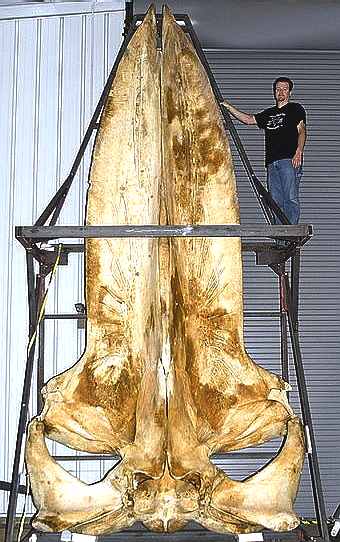 Blue whale skull