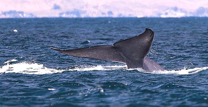 A blue whale lifting its tail flukes