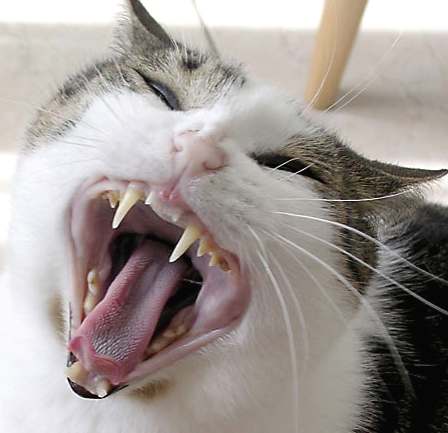 Movie Showings on Cat Yawning  Showing Characteristic Canine Teeth