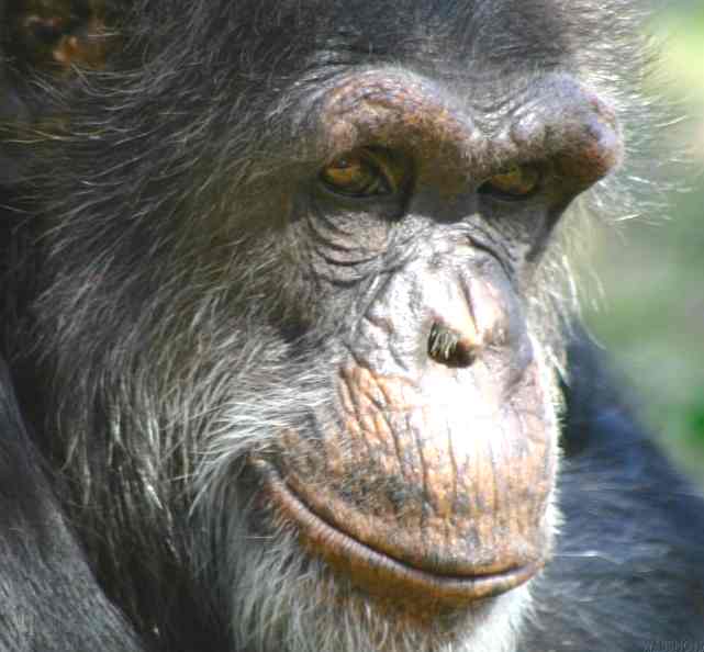 The image “http://www.solarnavigator.net/animal_kingdom/animal_images/chimpanzee_mature_male_portrait.jpg” cannot be displayed, because it contains errors.