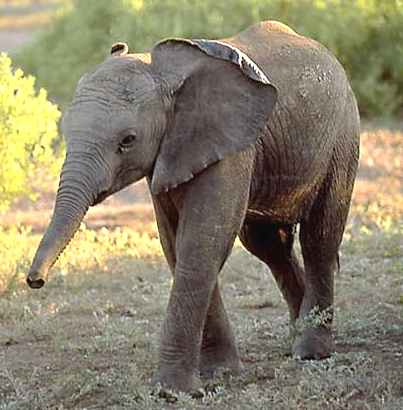 Baby Elephant Pictures on Baby Elephant  Calf  Kenya