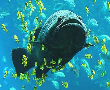 A giant grouper in an aquarium