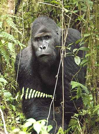 Gorilla emerging from his jungle habitat