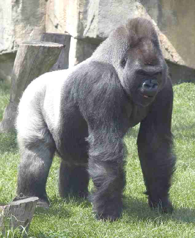 gorilla_silverback_zoo_dreamstime.jpg