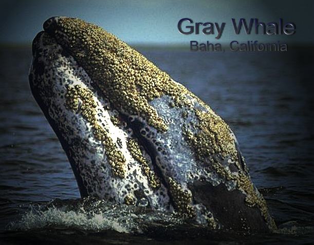 Grey whale surfacing, Baha, California