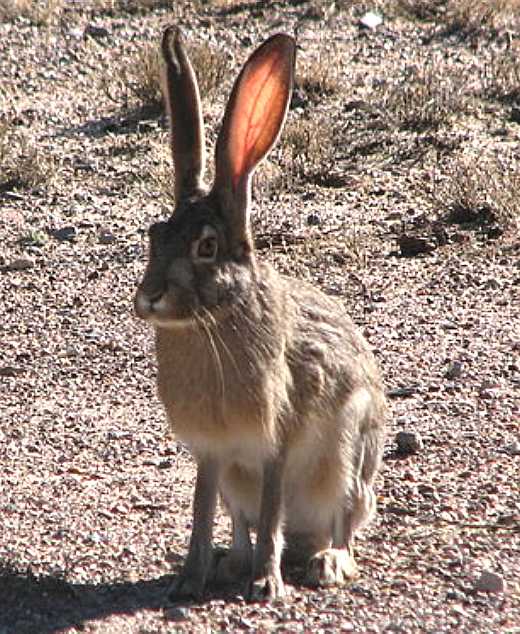 A jackrabbit, hare