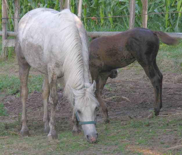 horses breeding demeanor