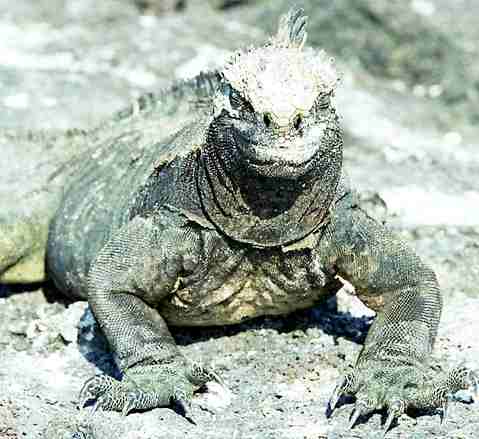 http://www.solarnavigator.net/animal_kingdom/animal_images/iguana_marine_galapagos_islands.jpg