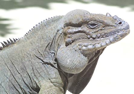 iguana_rhinocerous_species_cornuta.jpg