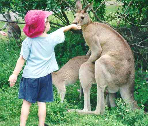 kangaroo child interrupting courtship